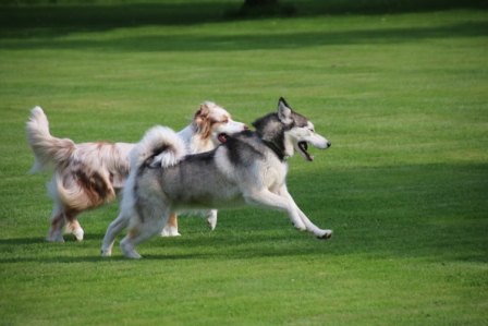 Freizeitlaufen Freizeitlaufen Hundefreilauf Eickhorst Hille Minden